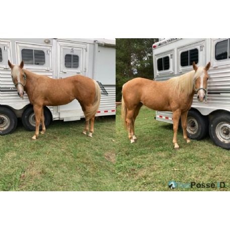 Horse - Evelyn , Memphis , TN 38120