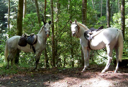 ArabsNCmissingJul06a.jpg