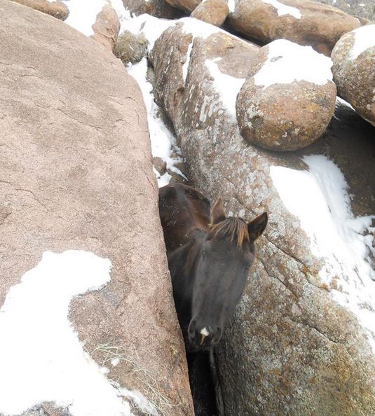 ChocChipStuckinRocks.JPG