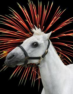 horsefireworks.jpg