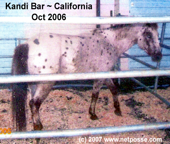 KandiBarCA2.jpg KandiBarCA2.jpg