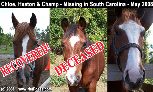 3RescueHorsesSCmissingMay08.jpg