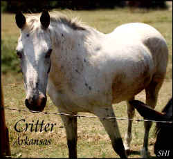 critter.jpg