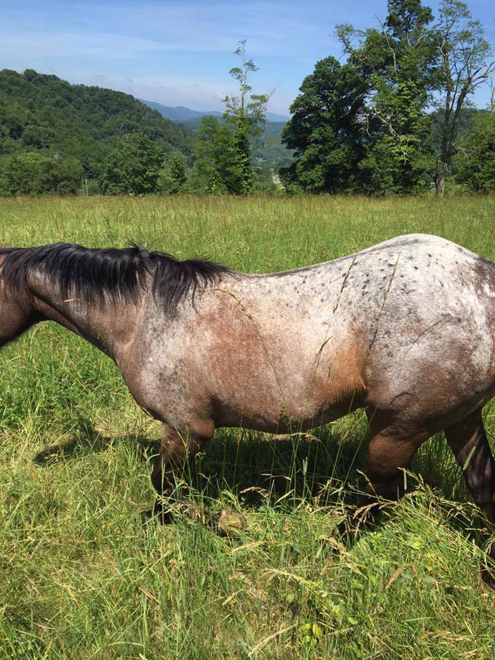 Estray horse in Boone Mt, NC
