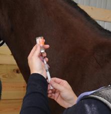 Equine Vaccine