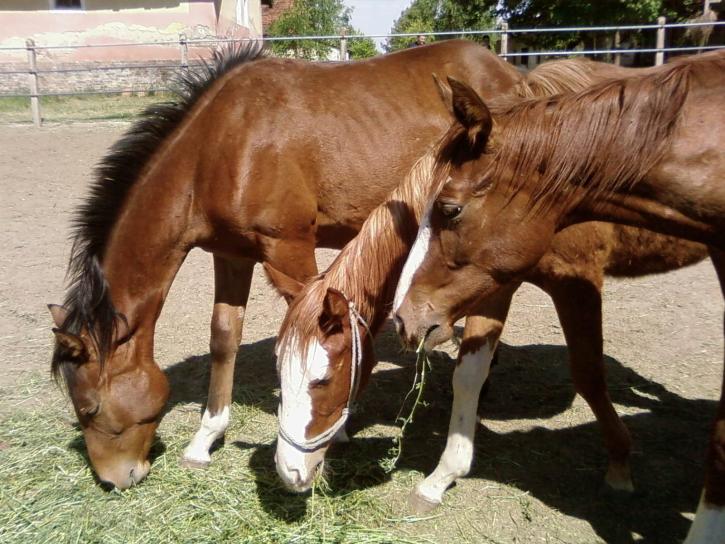 three-horses-725x544.jpg