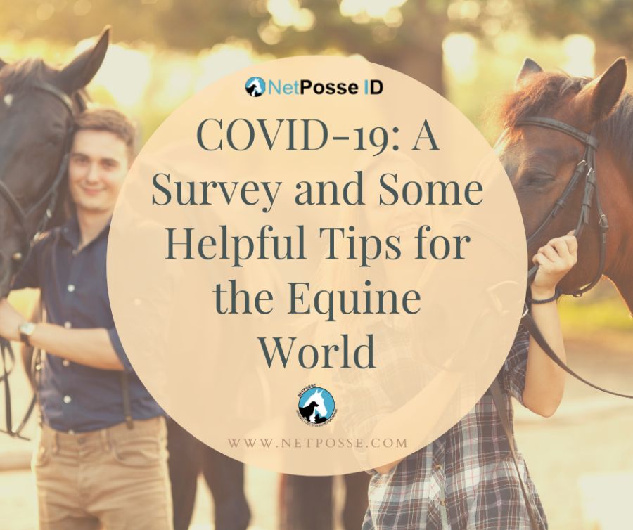Covid 19 Horse Tips