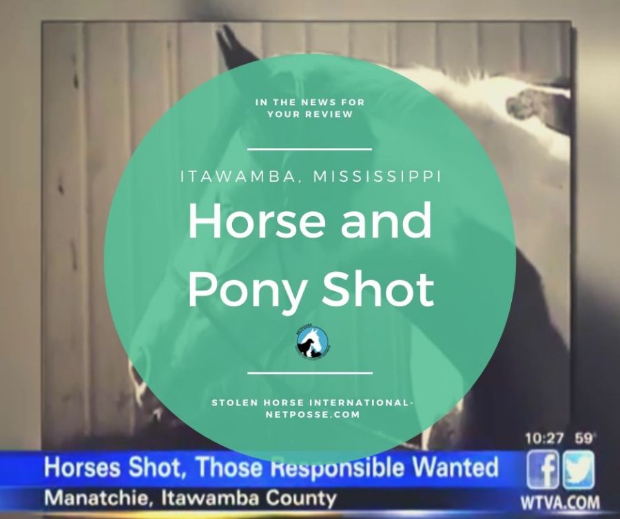 Horse and Pony Shot