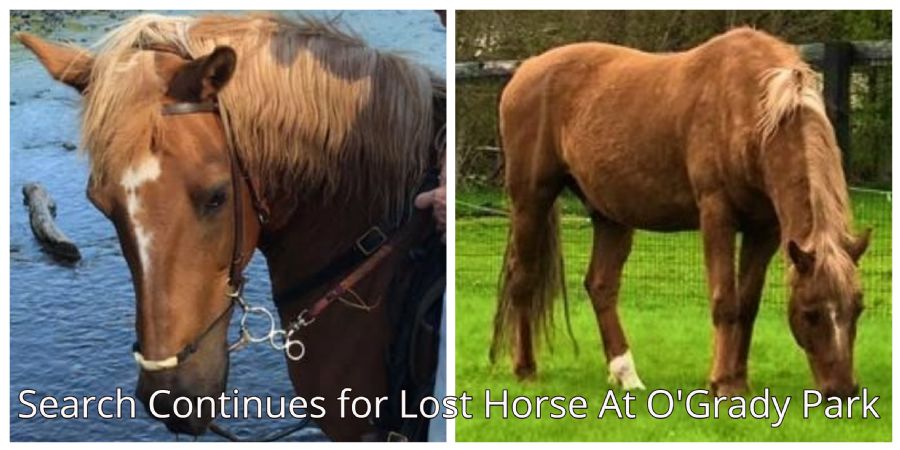 store/news/4017/ogrady_park_lost_horse_collage_title.jpg