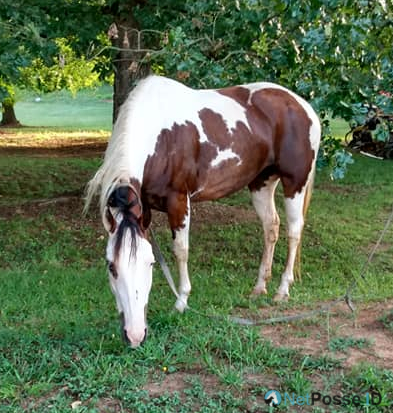 store/news/4065/lincoln_county_loose_horse.jpg