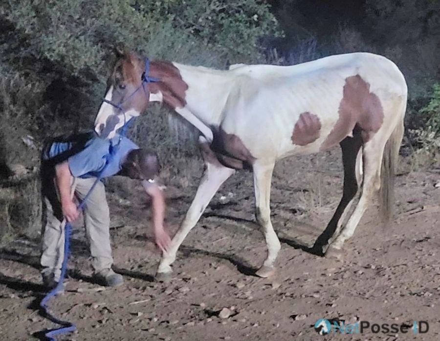store/news/4074/STARVING-HORSE-FOUND-AND-OWNER-SOUGHT_image_4_BF.jpg