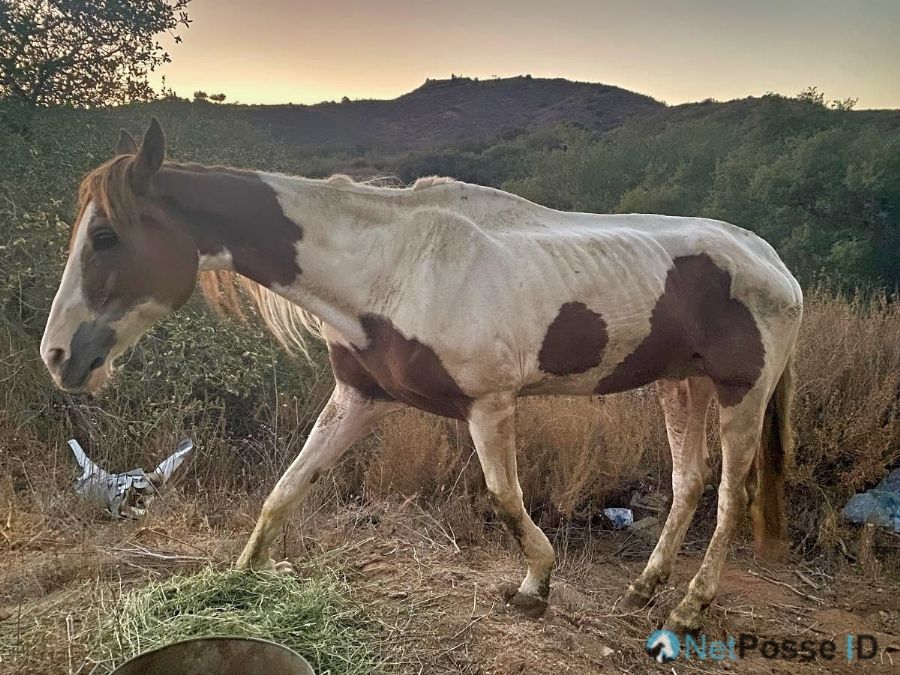 Starving horse found and owner sought in California