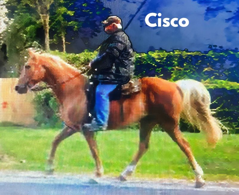 store/news/4110/cisco-bf-11-287-23.png