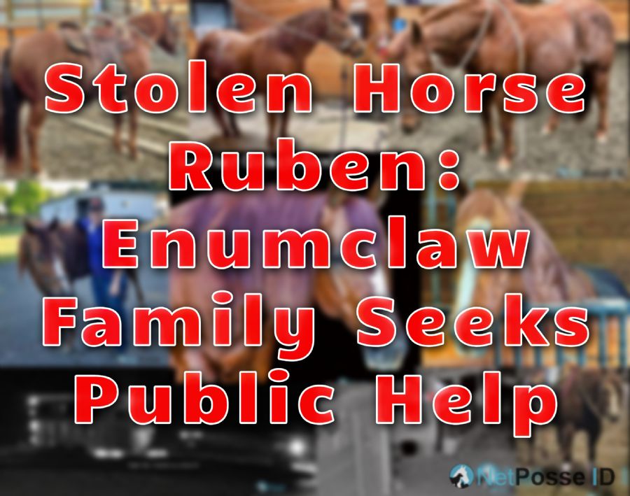 store/news/4124/article_ruben_stolen_horse_enumclaw_wa_netposse.jpg