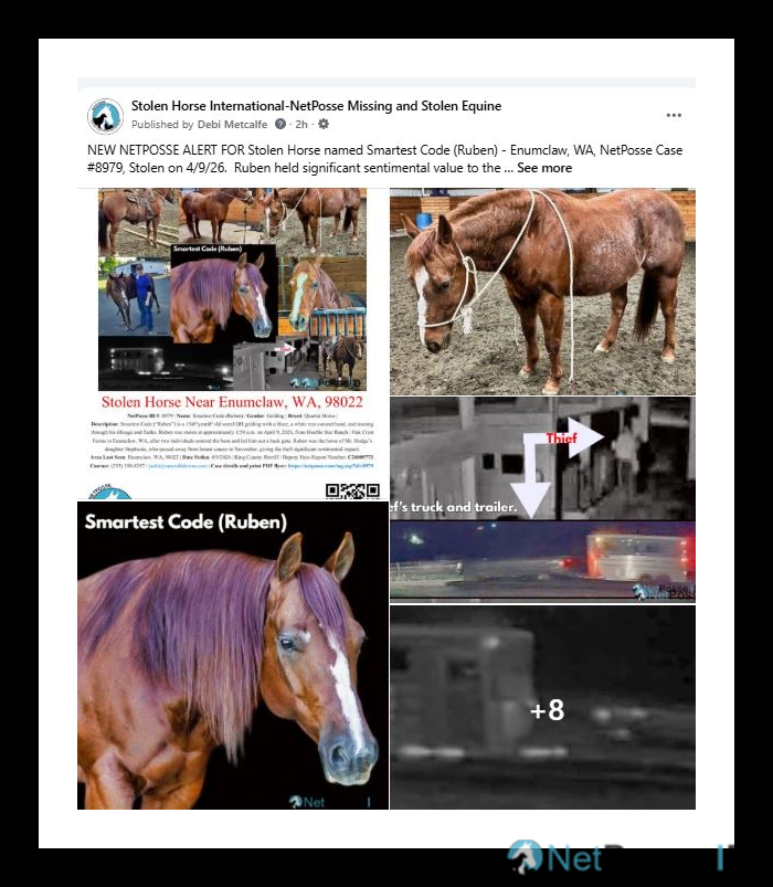 store/news/4124/netposse_alert_ruben_stolen_horse.png