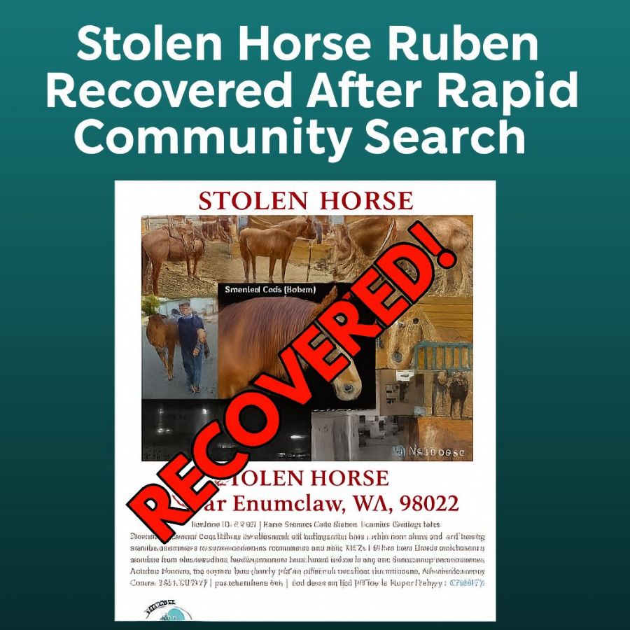 store/news/4125/stolen-horse-ruben-recovered-enumclaw-wa-community-search.jpg
