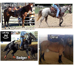 stolenarkansashorses2011.jpg