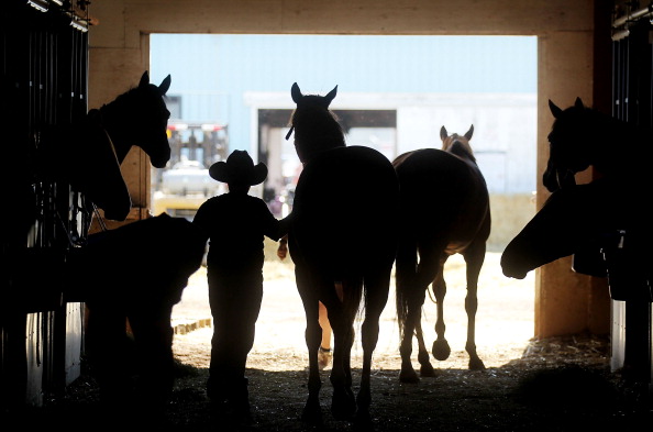 tailshorsesinbarngetty.jpg