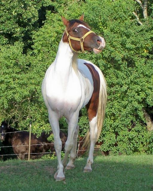 Spot - Missing with Burt in Alabama