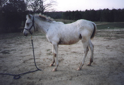 Casper_Foal.jpg