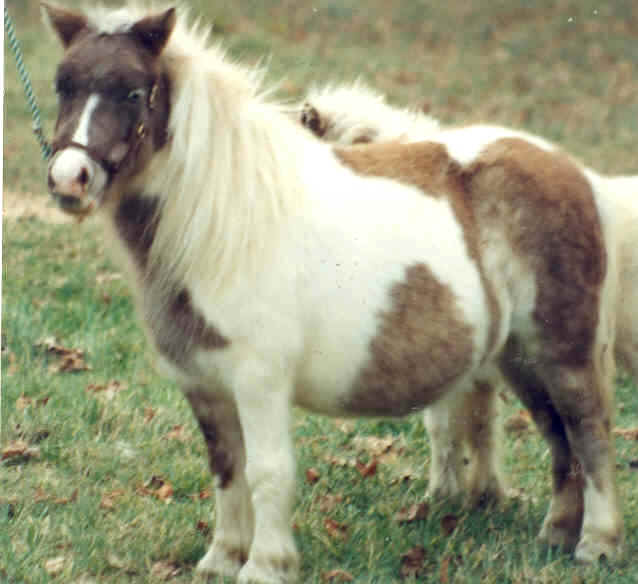 RainbowFLstolen-REC.jpg