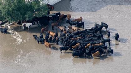 disaster-cattle-stranded-weld-county-flooding.jpg