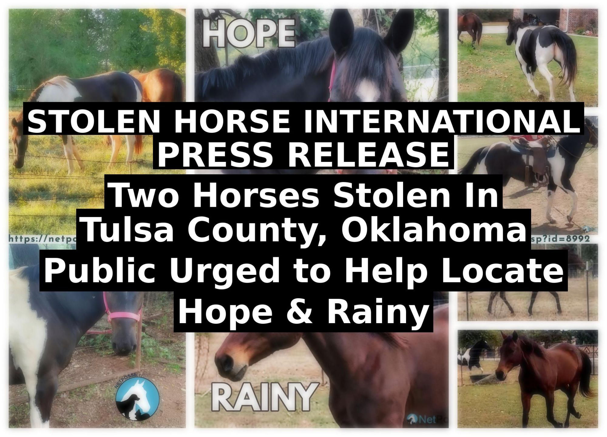 store/pages/2451/stolen-horse-international-press-release-horses-stolen-tulsa-county-ok.jpg
