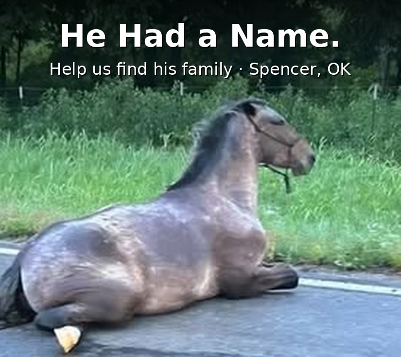 store/pages/2465/netposse-seeks-owner-of-horse-hit-in-oklahoma.jpeg