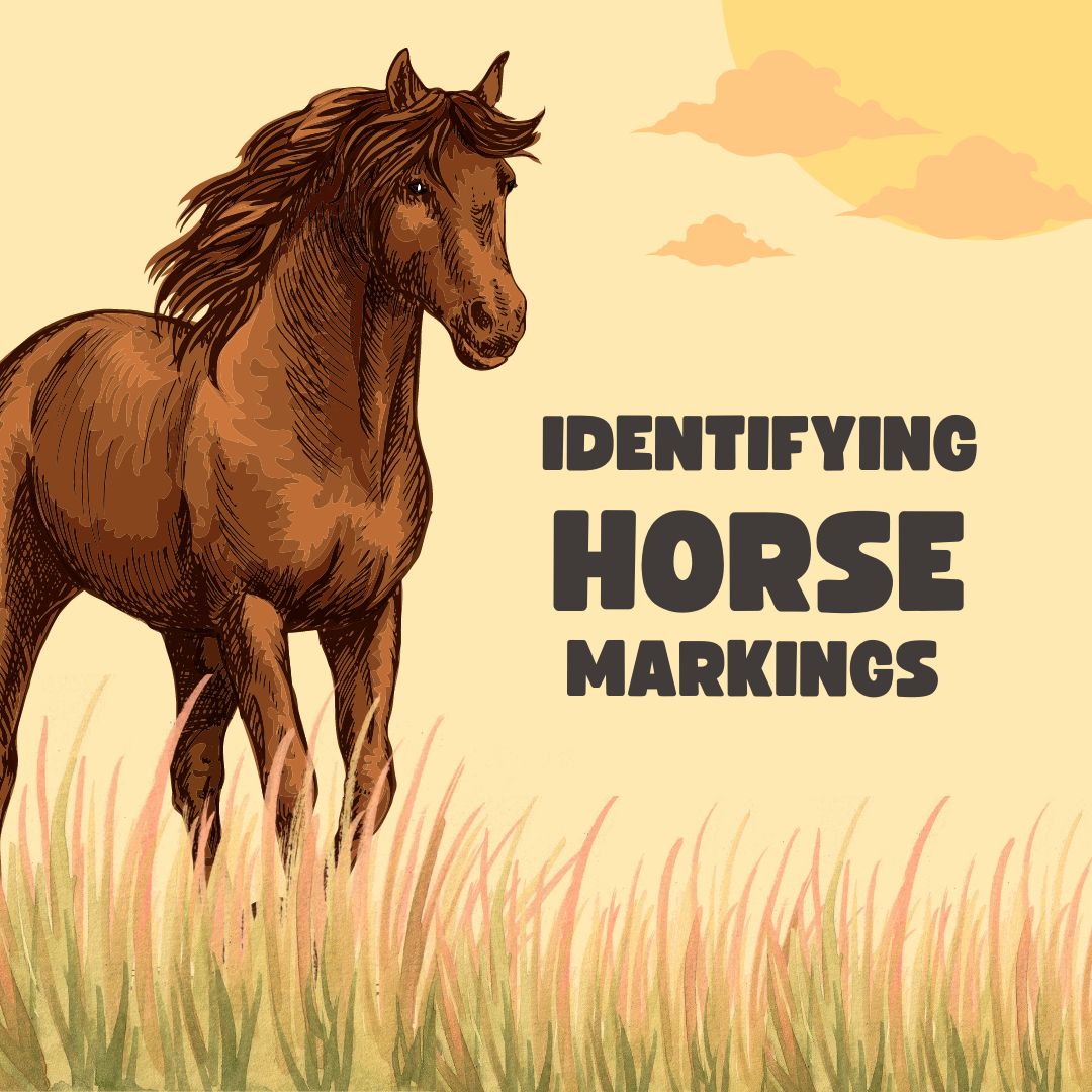 store/pages/80/article_Identifying_horse_markings.jpg