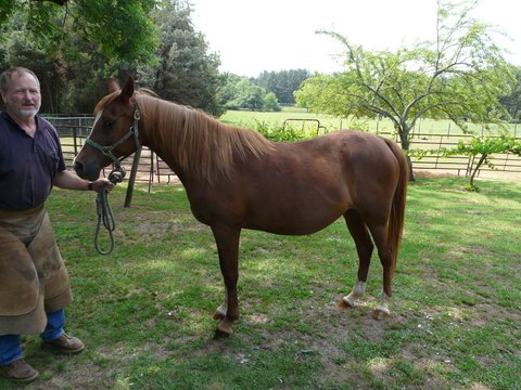 Missing Horse named Sonny's Sweet Dream - Yatesville, GA ...