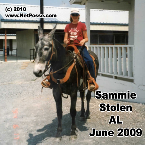 Missing Mule named Sammie ATTELLA, AL, 35906 NetPosse