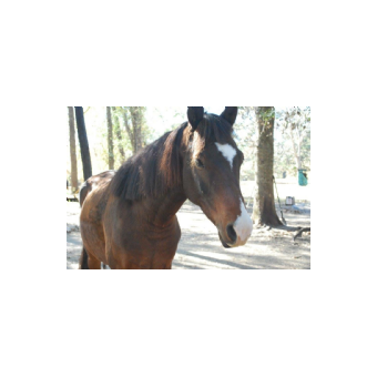 MISSING Horse - Ranger