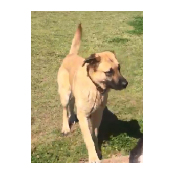 MISSING Dog - Honey Brunson 