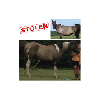 RECOVERED Horse - Sierra