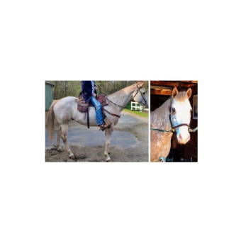 RECOVERED Horse - THINK IMA HOTSHOT a.k.a. HOT SHOT