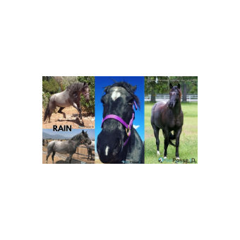 MISSING Horse - Rain