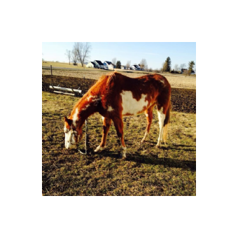 MISSING Horse - Big Color Ollie