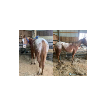 MISSING Horse - Sweetie