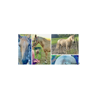 STOLEN Horse - Jack 