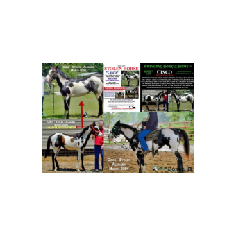 STOLEN Horse - Macs Real McCoy aka Cisco