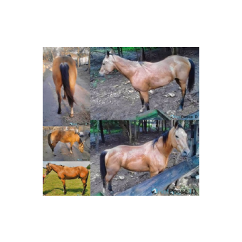 SEARCHING FOR Horse - CT Docs Anchor Jet