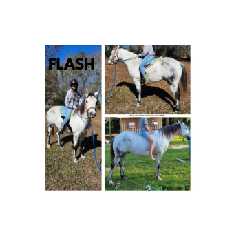 RECOVERED Horse - Flash