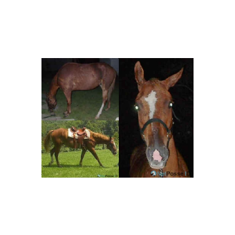 MISSING Horse - Remington Hustler 