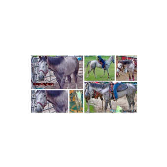 MISSING Horse - Remington