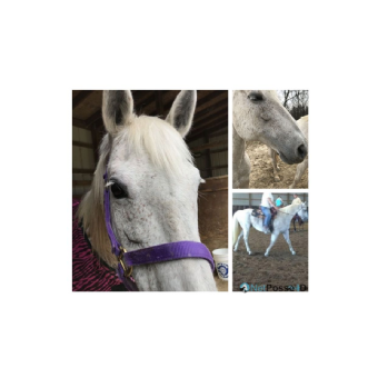 SEARCHING FOR Horse - Smokin Peppy  Rose AKA Freckles