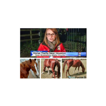 STOLEN Horse - Bullseye O Toole