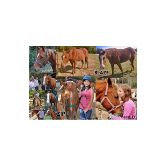 STOLEN Horse - NetPosse Cold Cases Blaze and Zip