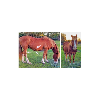 STOLEN Horse - Whiskey