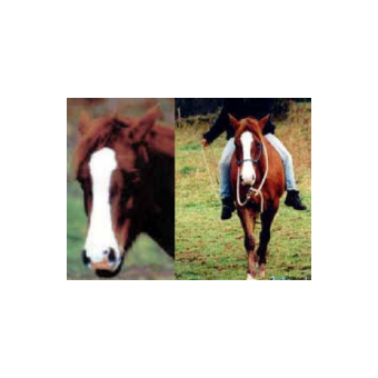 STOLEN Horse - Mickie