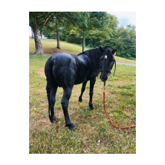 RECOVERED Horse - JoJo